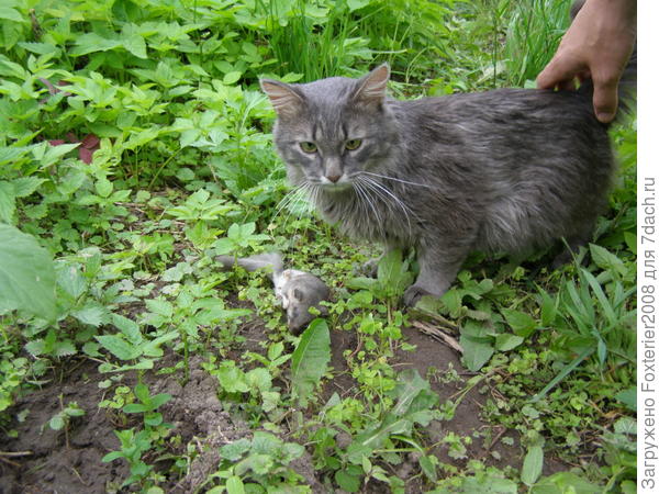 удачная охота