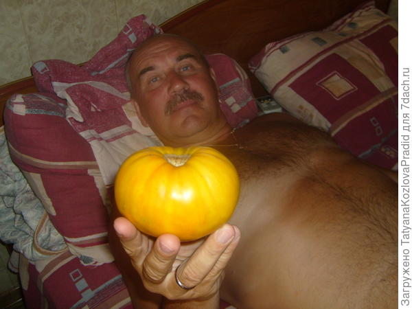 Гигант желтый