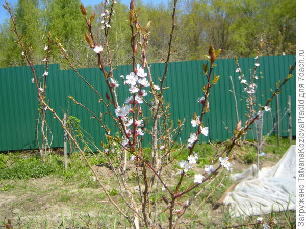 это абрикос зацвел.