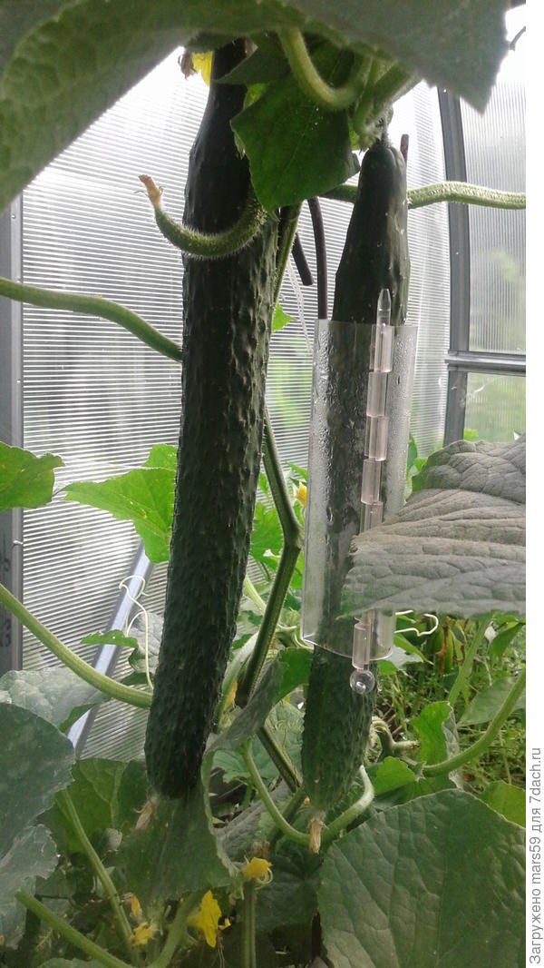 огурец в форме