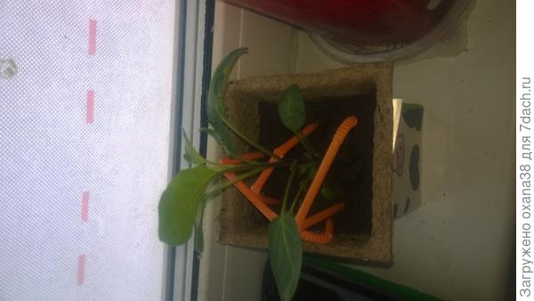 Мой пепинёнок