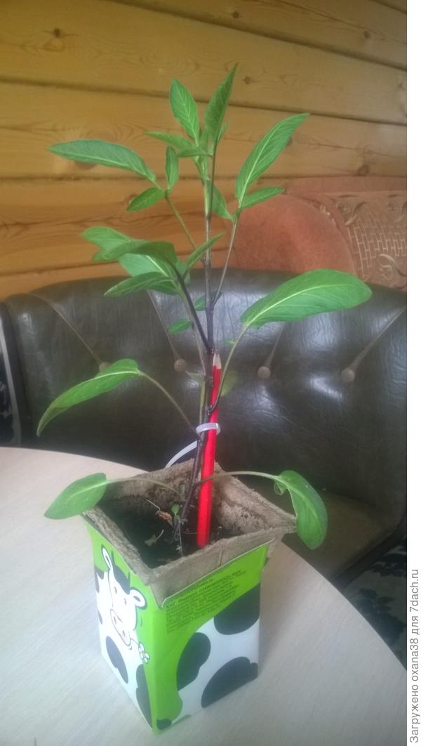 Мой пепиненок