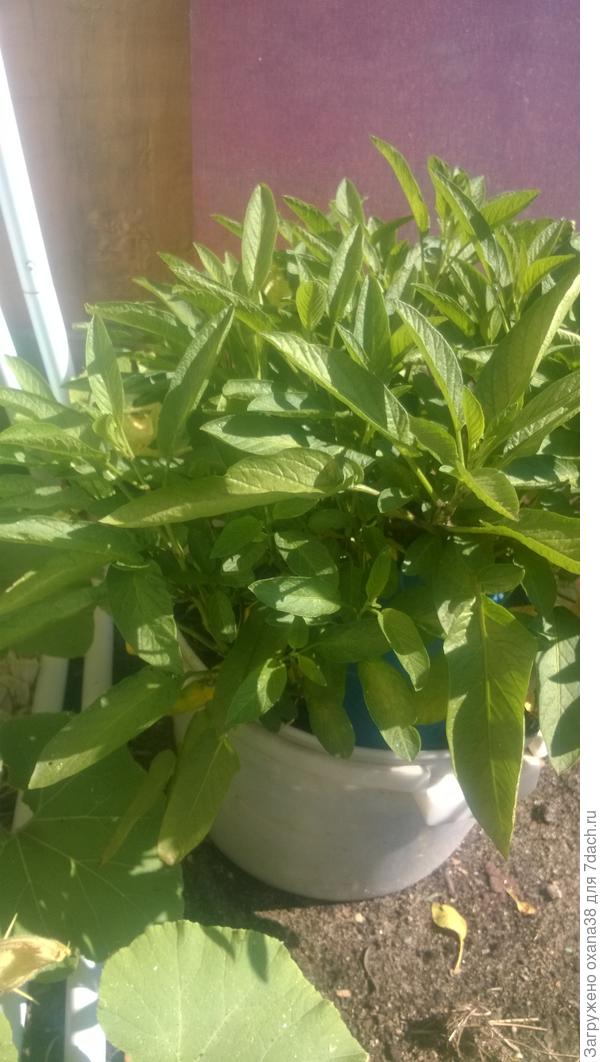 может ему надо причёску сделать?