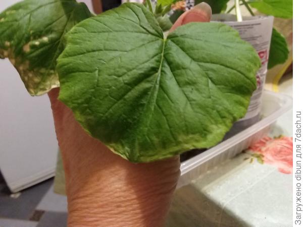 тыква россиянка