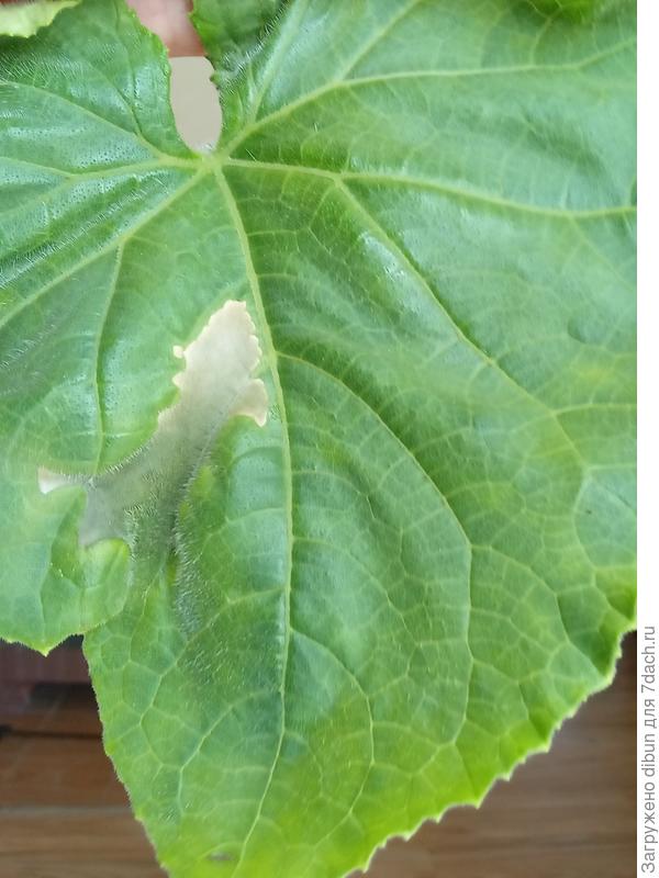 лист огурца