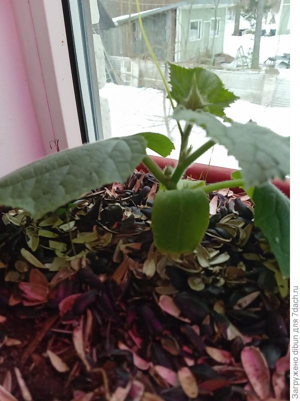 второй огурец.