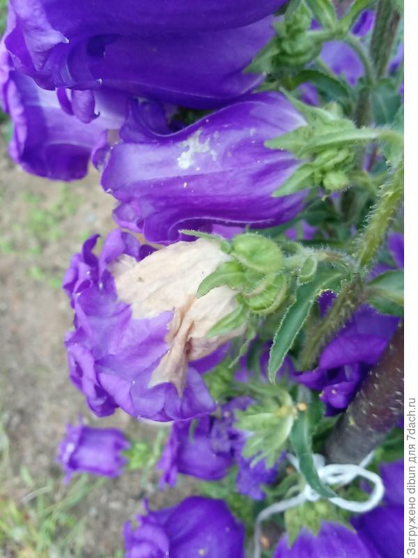 колокольчик