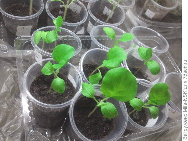 Как выращивать рассаду баклажан в домашних условиях?