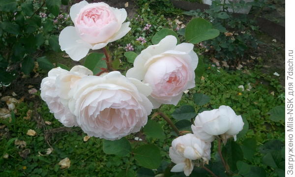 Джентл Гермион