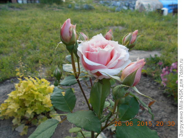 Бордюр Априкот