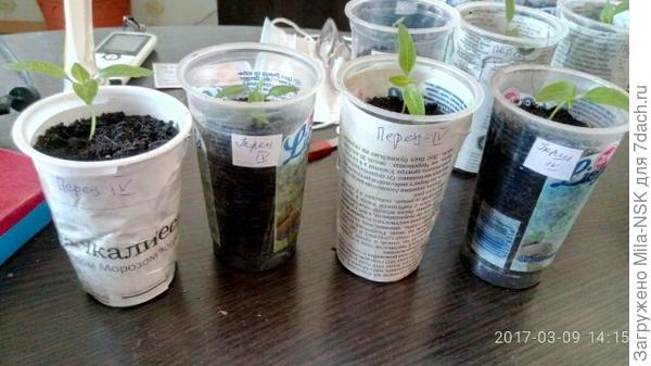 Сорт Колобок