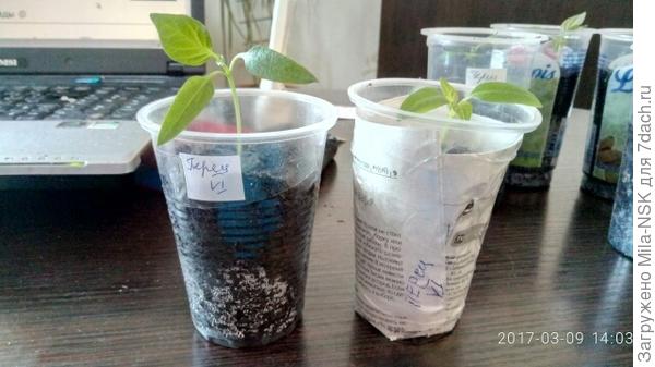 Сорт неизвестен.