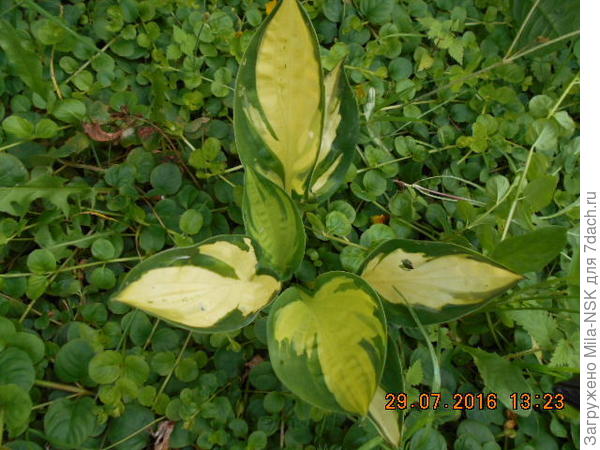 Грэт экспектейшнс, первогодка