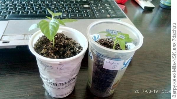 Колобок. 1-я парочка