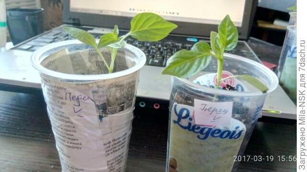 Катерина. 2-я парочка