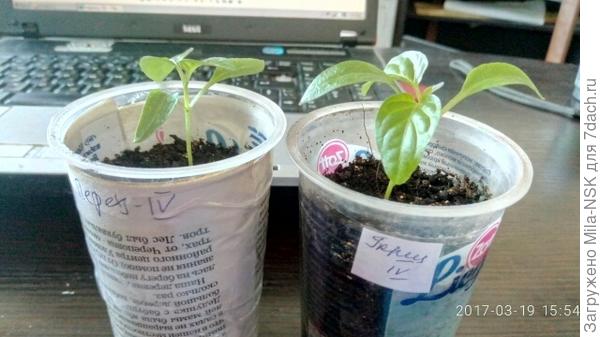 Колобок. 2-я парочка