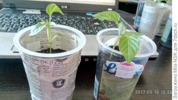 Катерина. 1-я парочка