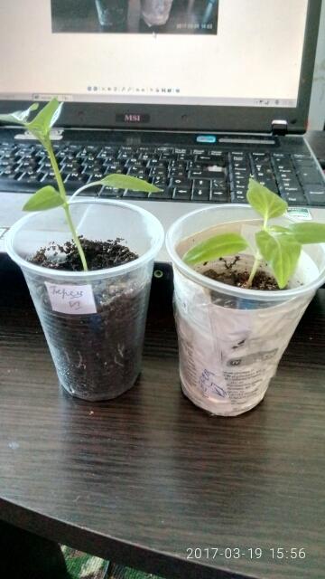 Неизвестный сорт.