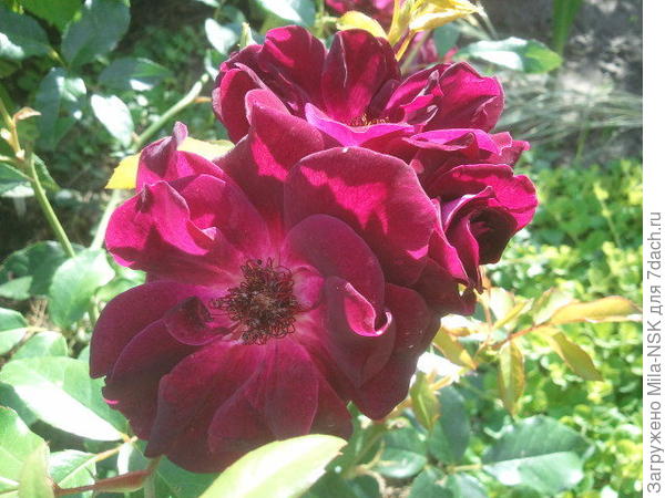 Бургунди айс