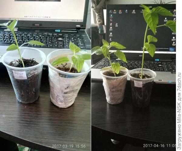 Сорт неизвестен. Комментарий излишен