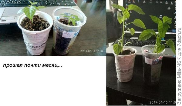 Справа 19 марта, слева 16 апреля. Сорт Колобок