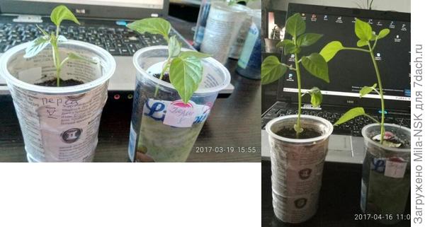 Сорт Катерина