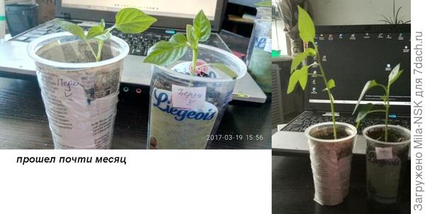 Тоже сорт Катерина