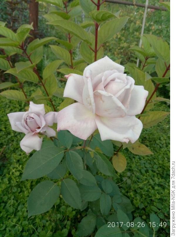 Голубой Нил