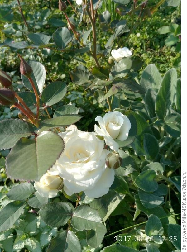 Это незнакомка безымянная