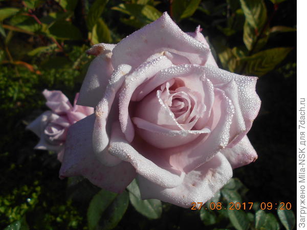 Голубой Нил