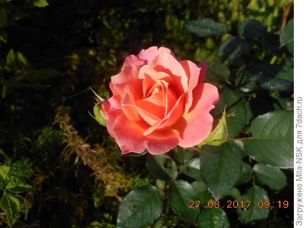 Бордюр Априкот