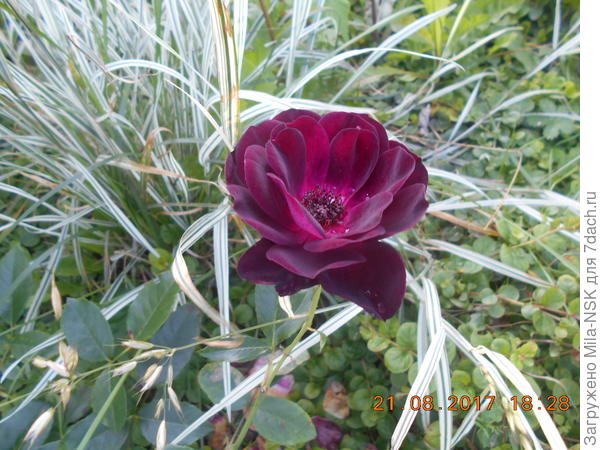 Бургунди Айс