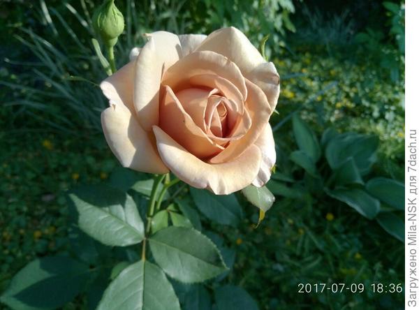 Коко Локо - моя любимица!