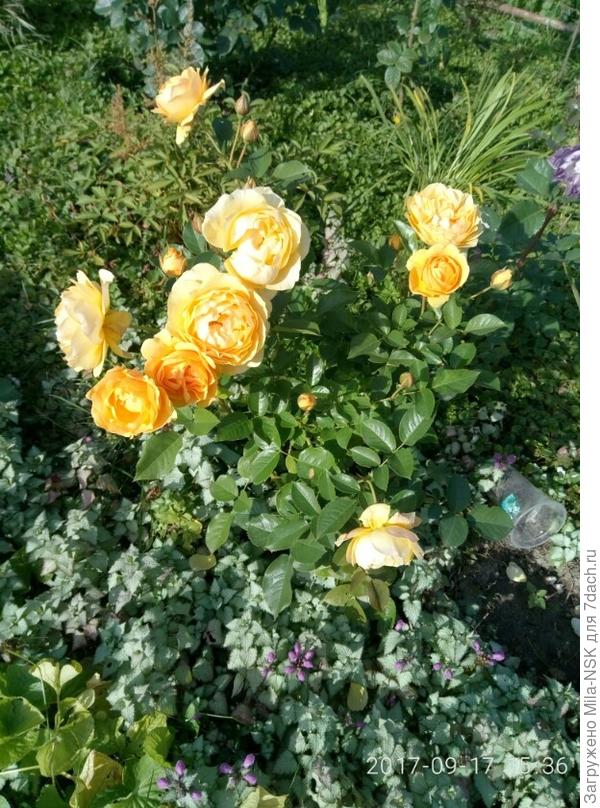 Абсолют Фабулос