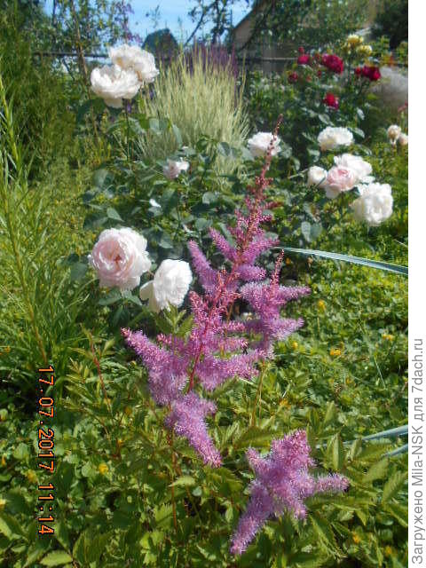 Джентл Гермион