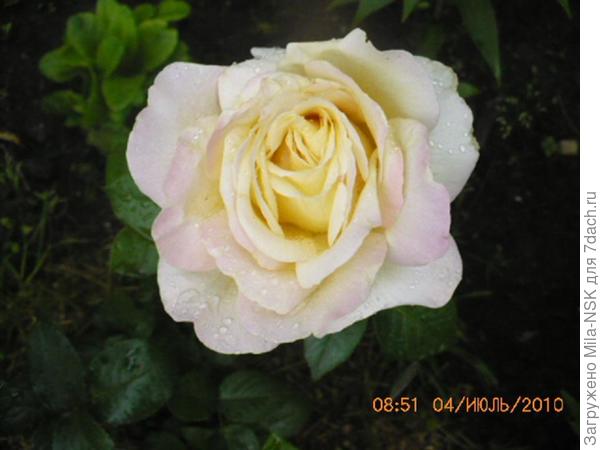 Глория Дей-первый цветок