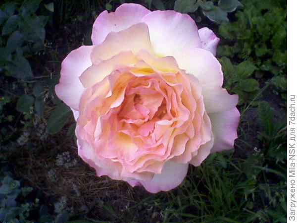 Глория дей - второй цветок, 26 июля