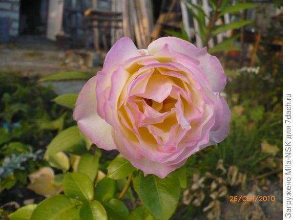 Глория дей-третий цветок, сентябрь