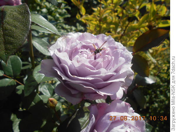 Новалис и... пчелка