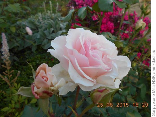 Иоганн  Штраус