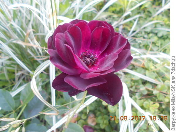 Бургунди Айс