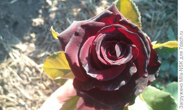 Фиджи Негро