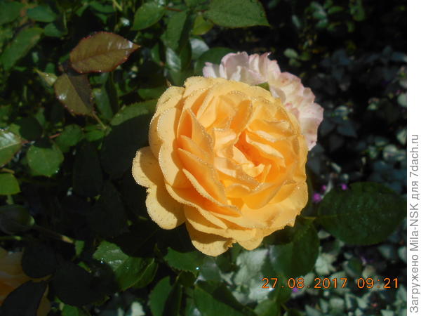 Абсолют Фабулос