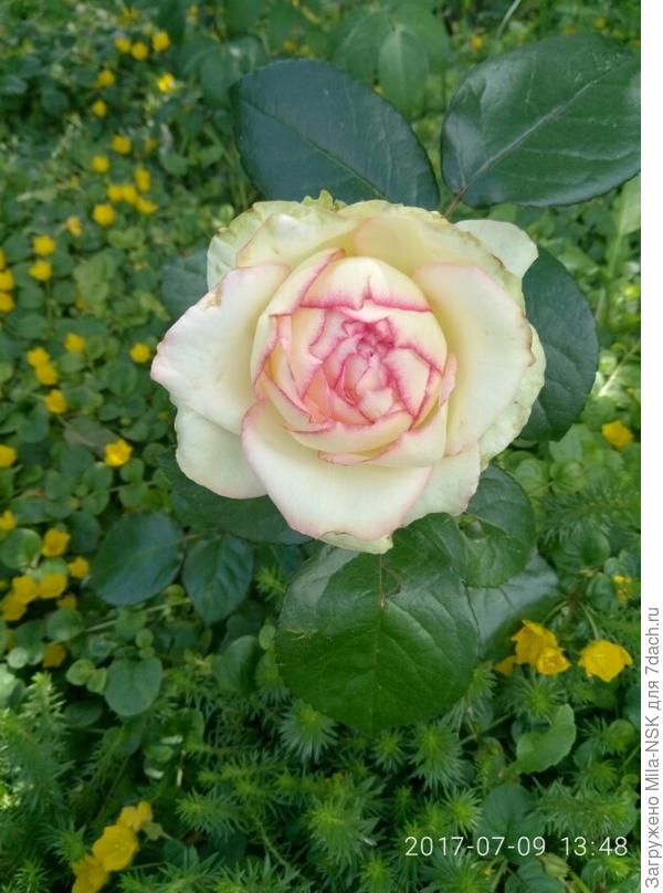 Бидер майер