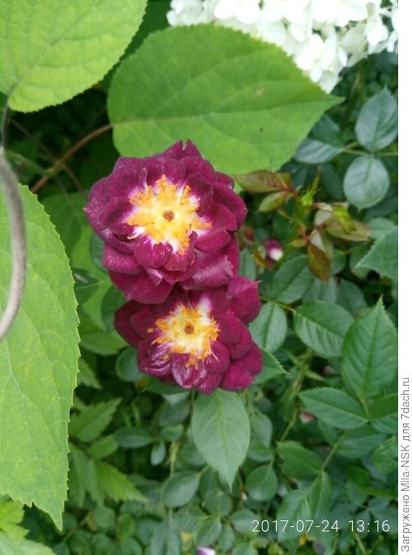 Деймонд Ейс