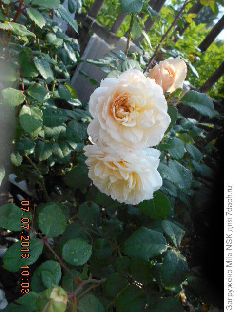 Крокус Розе