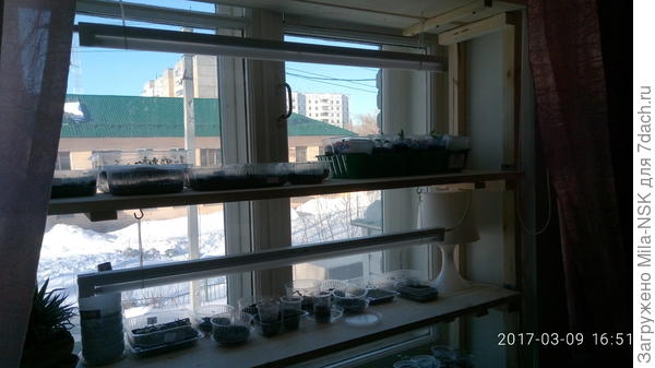 Стеллаж с рассадой