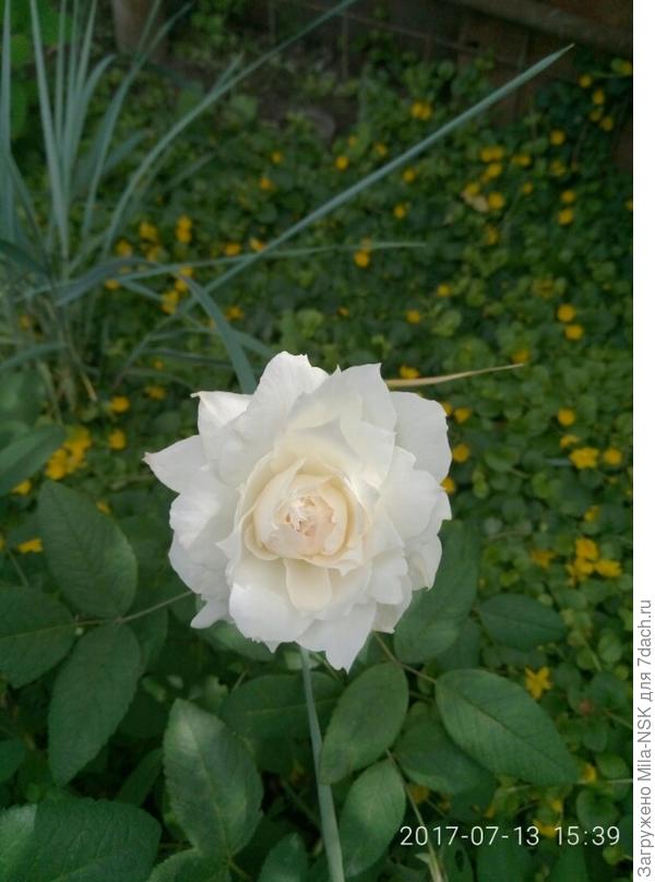 Сьюзан Вильмямс-Элис