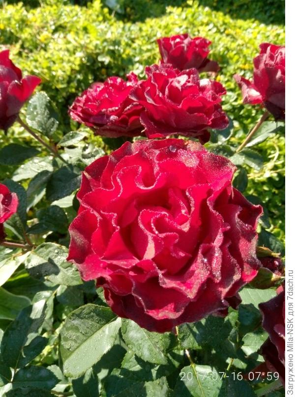 Хайнц Винклер