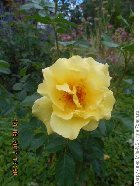 Желтая незнакомка